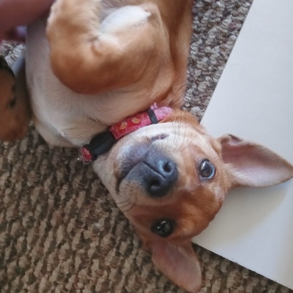 ♡ Rest in peace Buddy ♡ - Picture 12 of 15